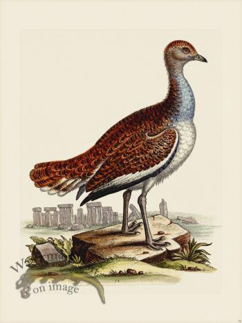 Edwards 074 Hen Bustard